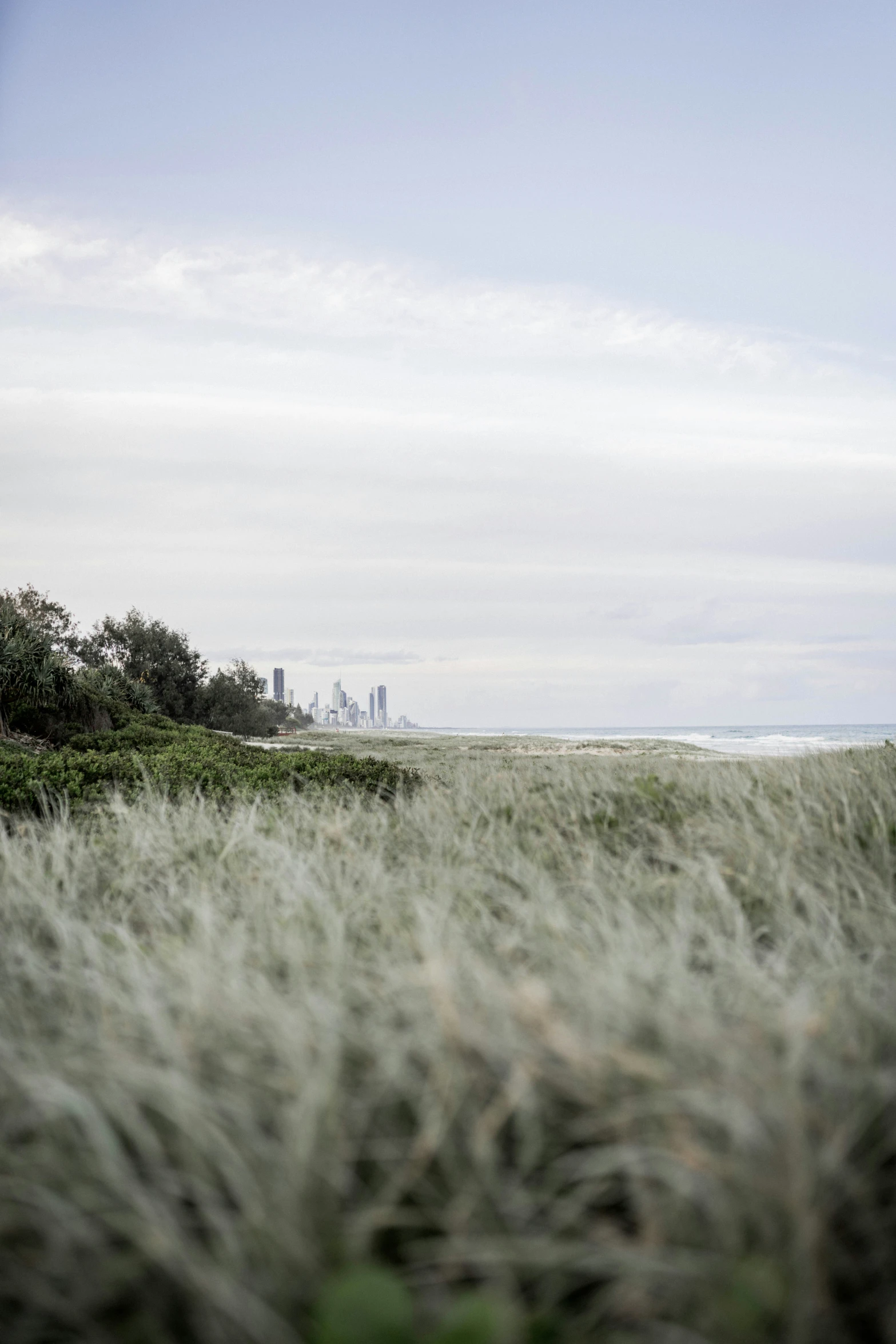 the grass is growing at the beach near the ocean