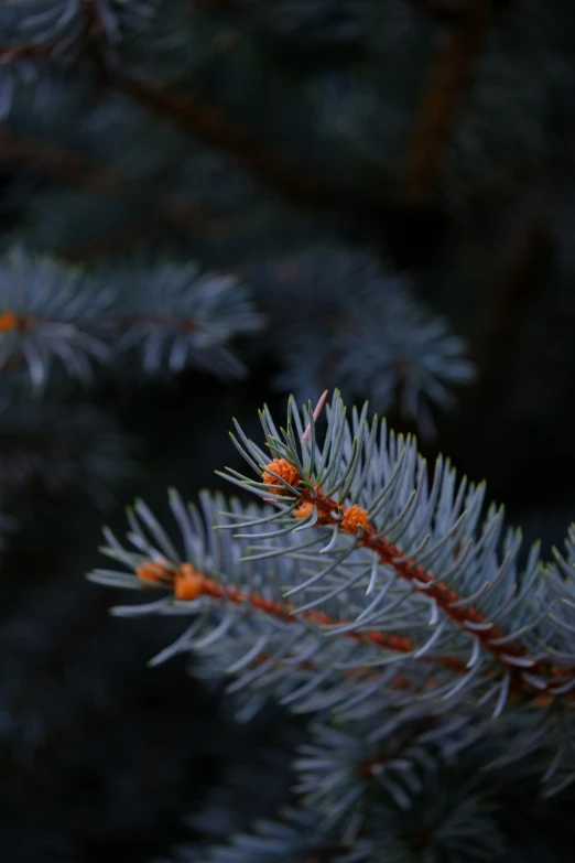 the nch of a fir tree is covered in orange berries