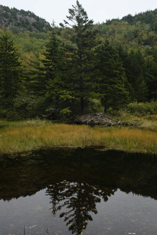 a mirror reflecting the surrounding trees and grass