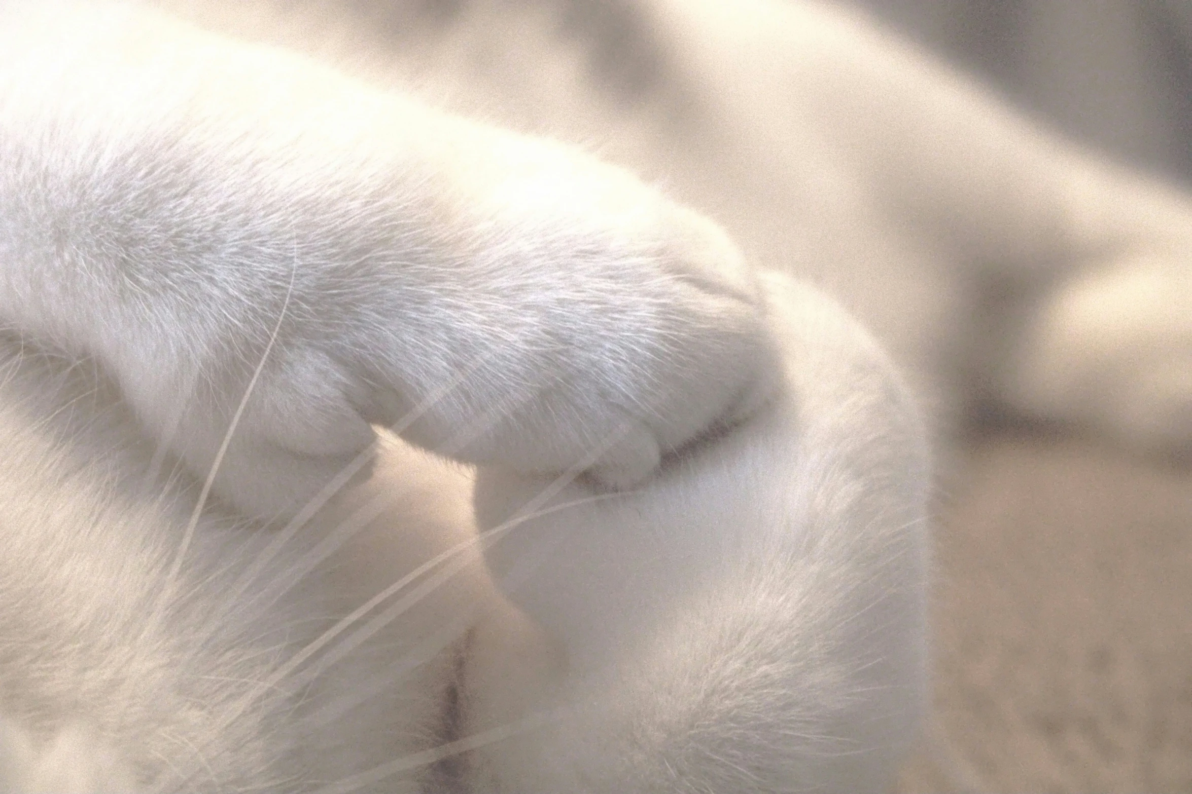 an image of a cat with his paw on the ground