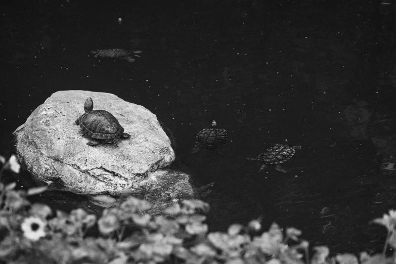 a turtle is sitting on a rock next to a body of water