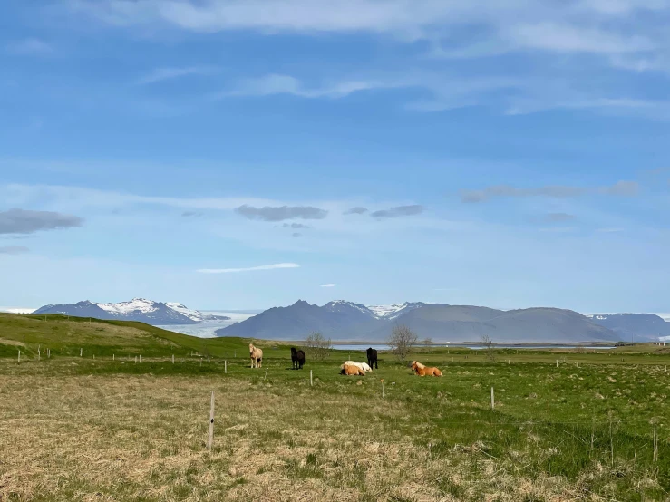 several cows graze on the land next to a mountain range