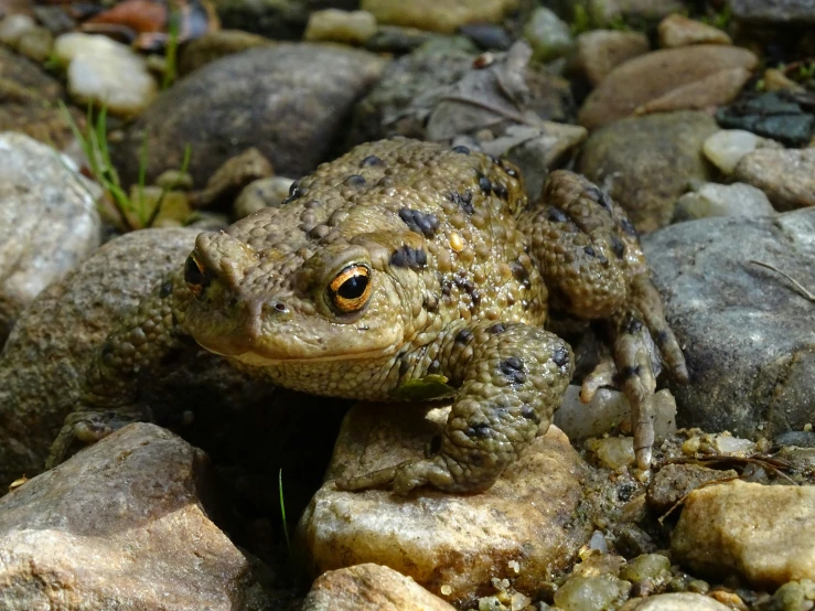 an ornate toad is on the rocks with another toad in the background