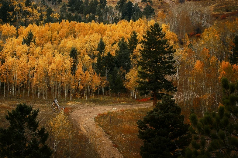 an open dirt road surrounded by colorful trees