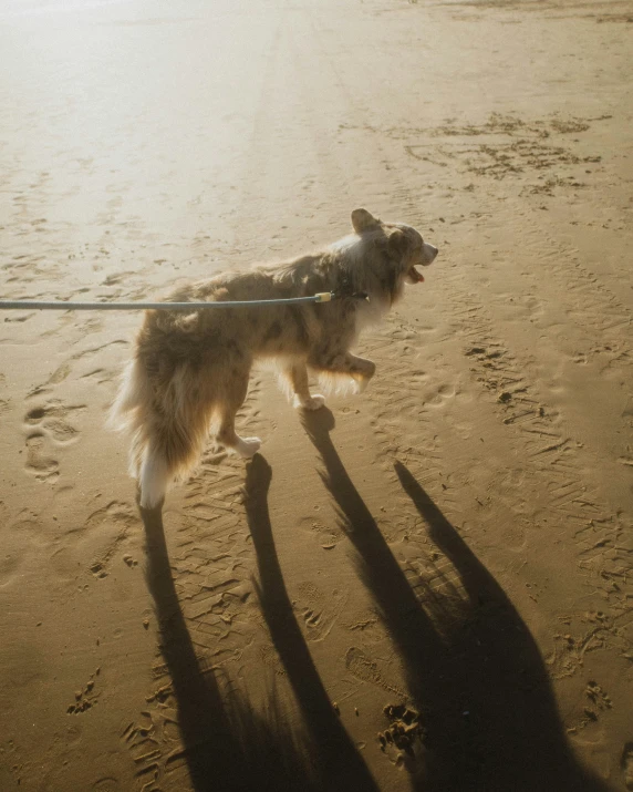 dog being walked on a leash on a beach