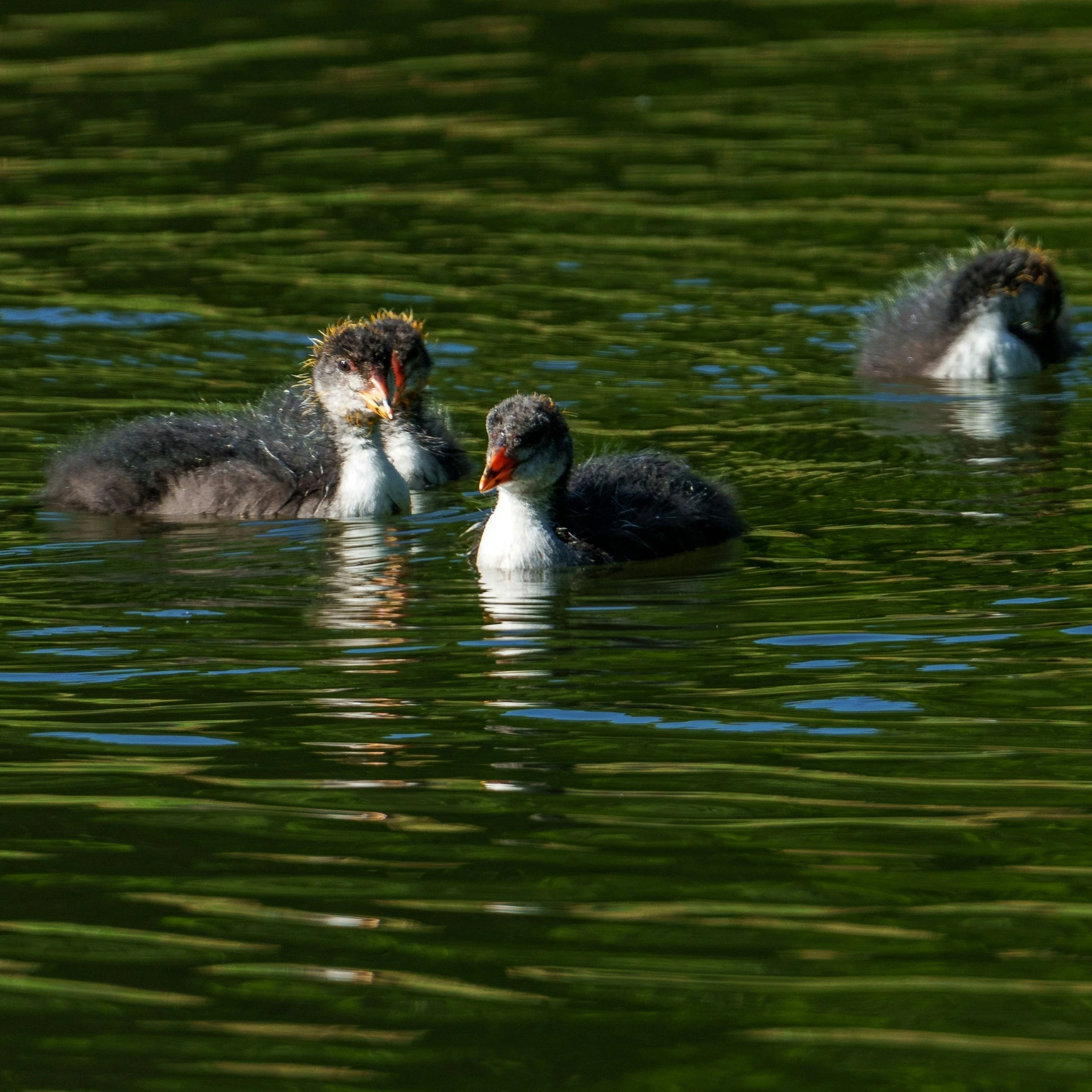 three ducks swimming in the water on a sunny day