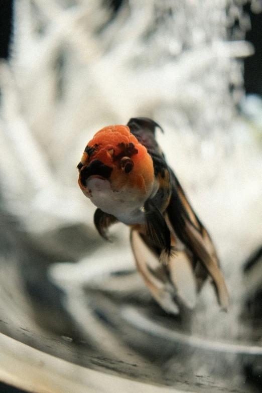 a close up image of an orange and black bird