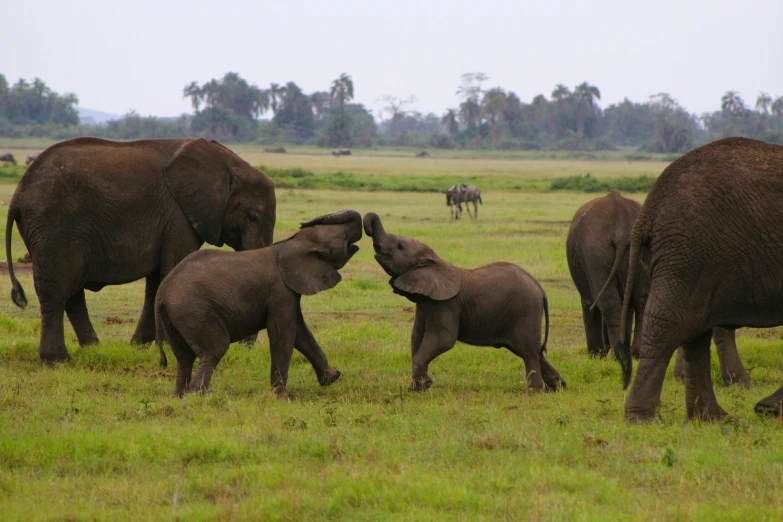 four elephants are playing in a grassy area