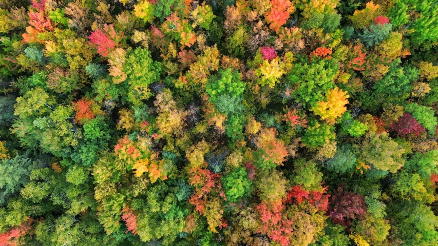 the fall foliage has been arranged to resemble many colors