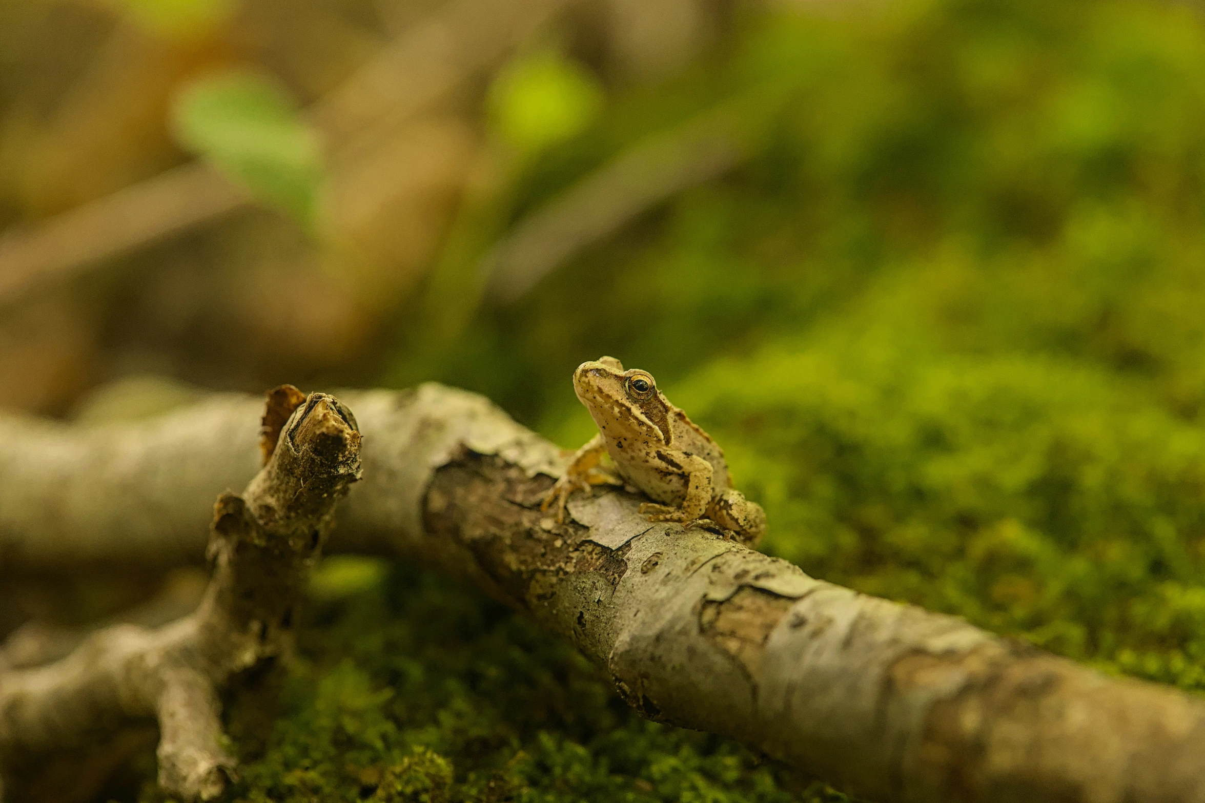 a couple of lizards sitting on top of moss