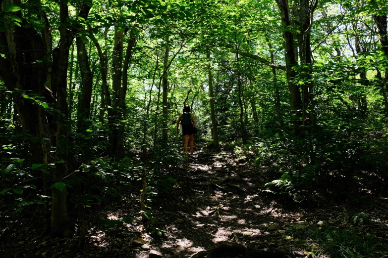 there is a woman in the woods walking