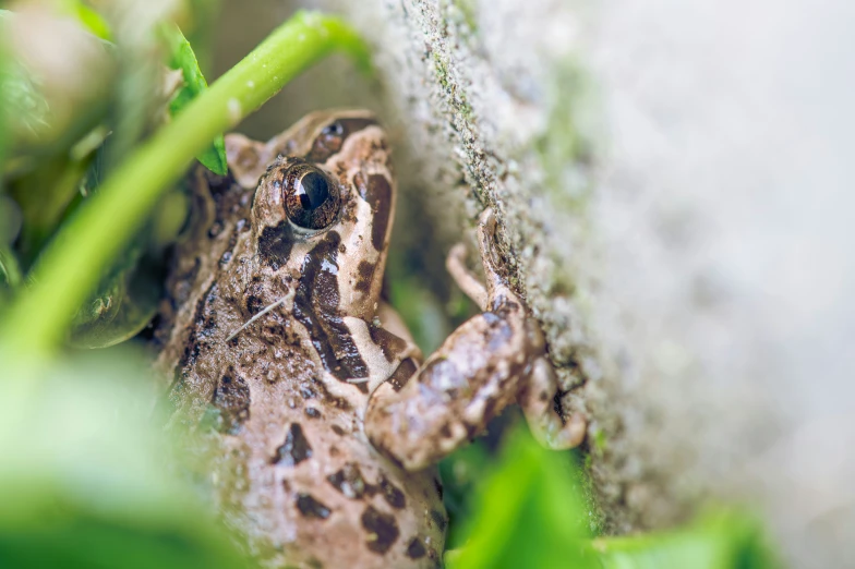 a small frog hiding in some grass