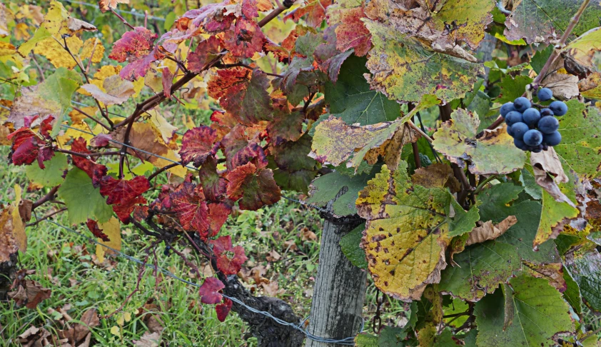 the vine with some leaves that are red, brown and green