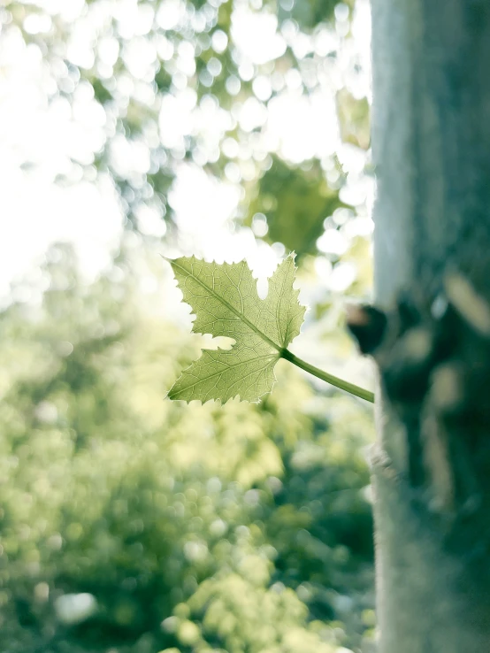 the leaves are on the trunk of this tree