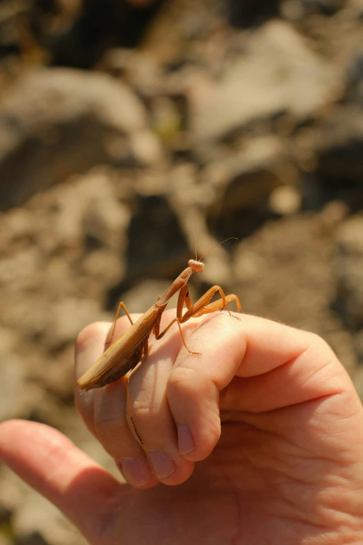 a man's hand holds a tiny insect over his finger