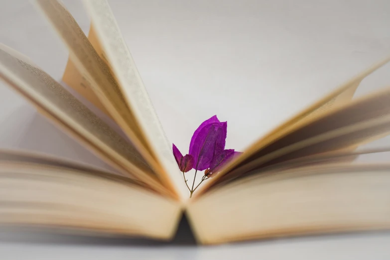 a book with the pages pulled apart and the flower on it