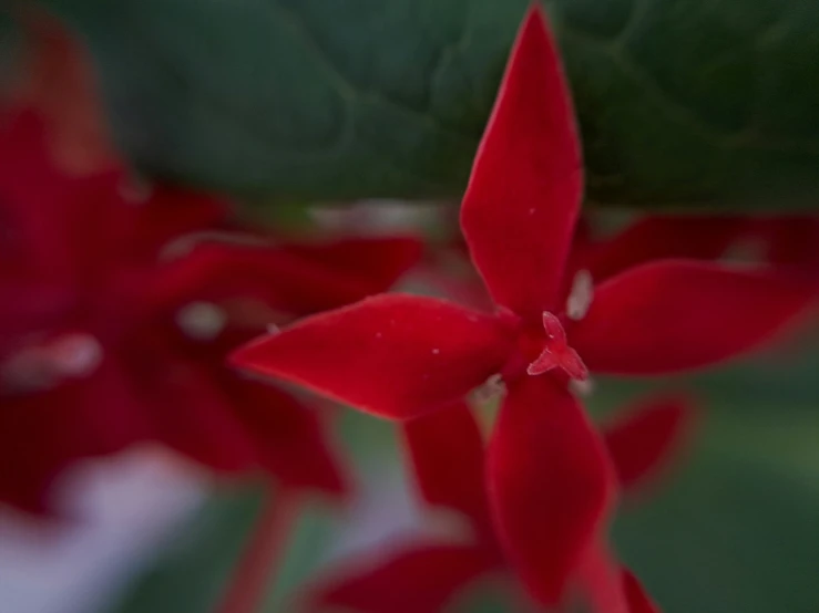 the back end of some flowers with leaves