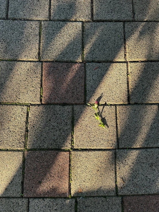 the shadow of a person holding a tennis racquet