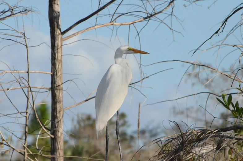 a white bird with a long beak and yellow bill stands on a tree nch