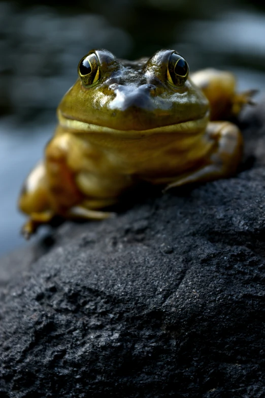 a frog sitting on top of a stone