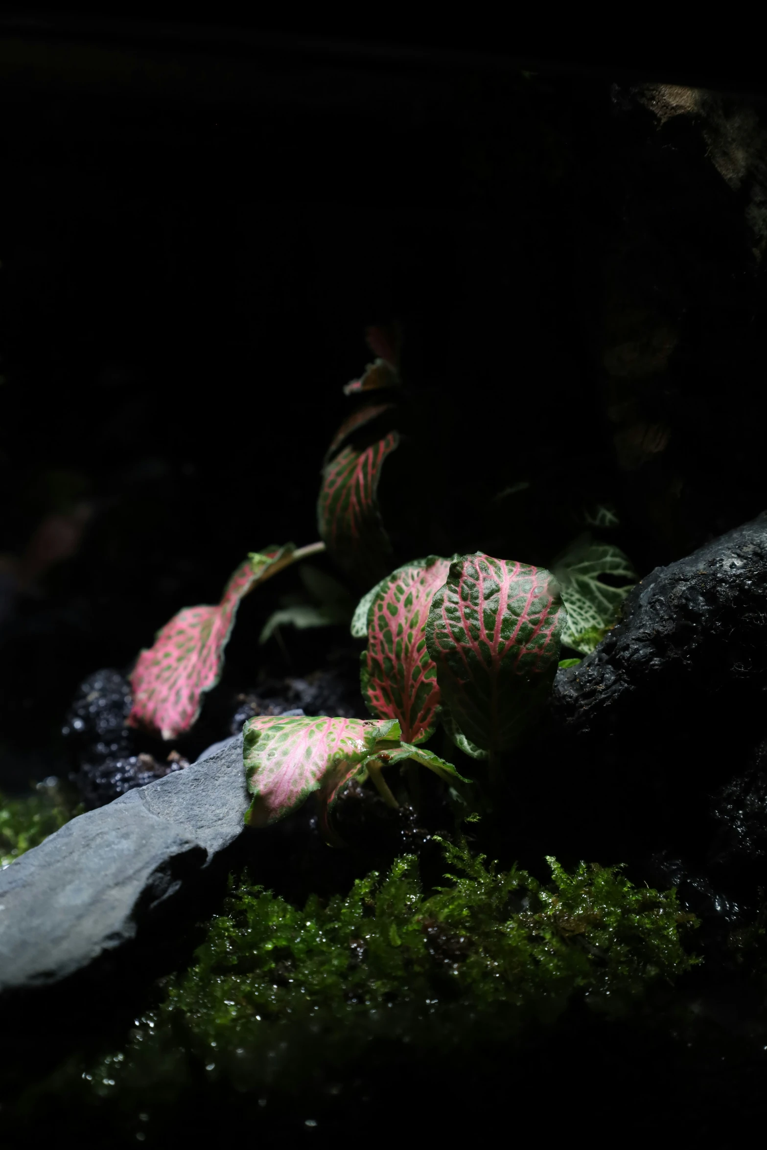 a close - up po of a plant and other plants