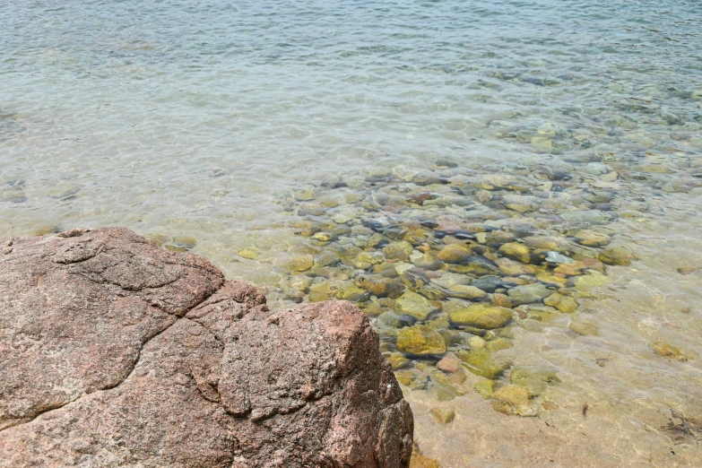 rocks and algae cover the shore near a body of water