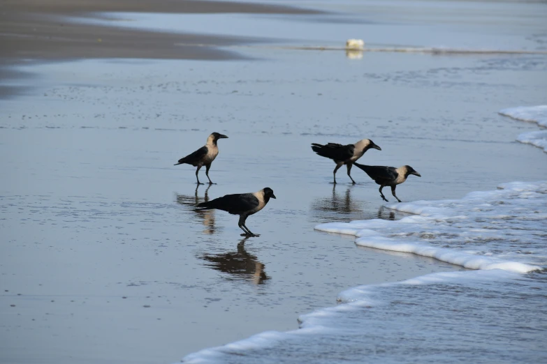 a group of birds standing on the shore line of a beach