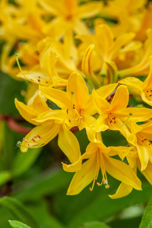 the flowers in the foreground are yellow