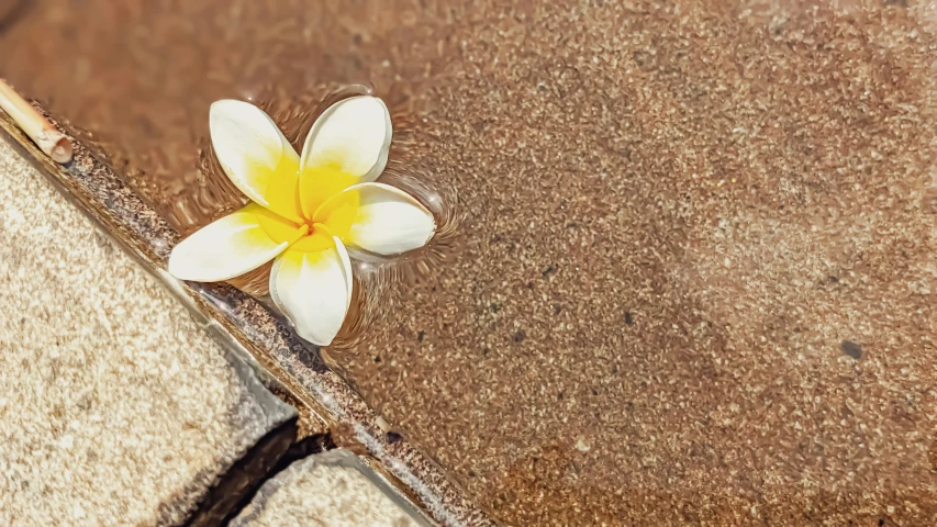 a single yellow and white flower laying on top of a wooden bench