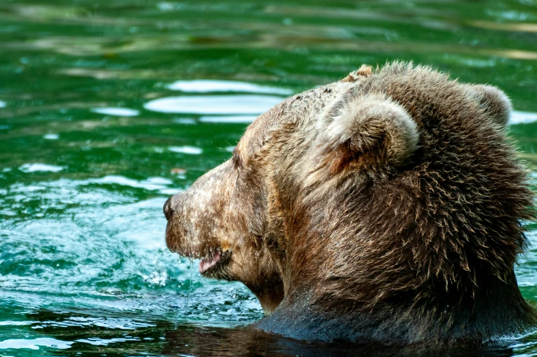 a close up view of a bear's face and shoulders in water
