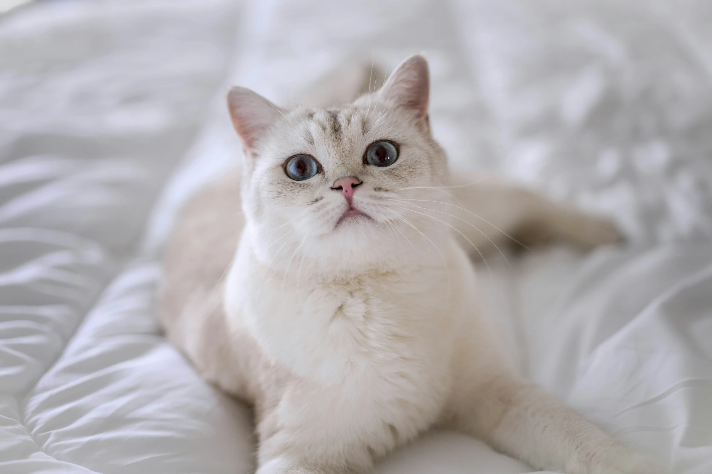 a cat is looking at the camera on a bed