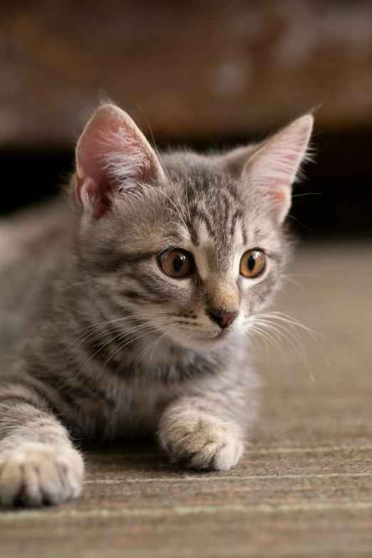 a grey kitten sitting on the floor with an open mouth