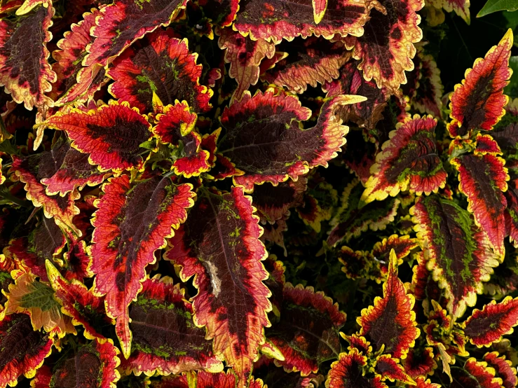 a bush with yellow and red leaves is covered by bright green foliage