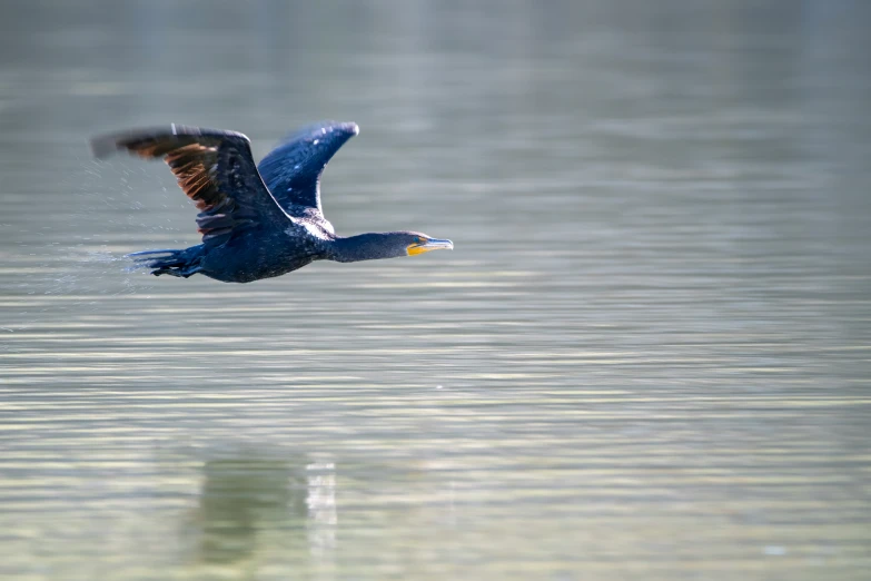 the bird is flying low over the water