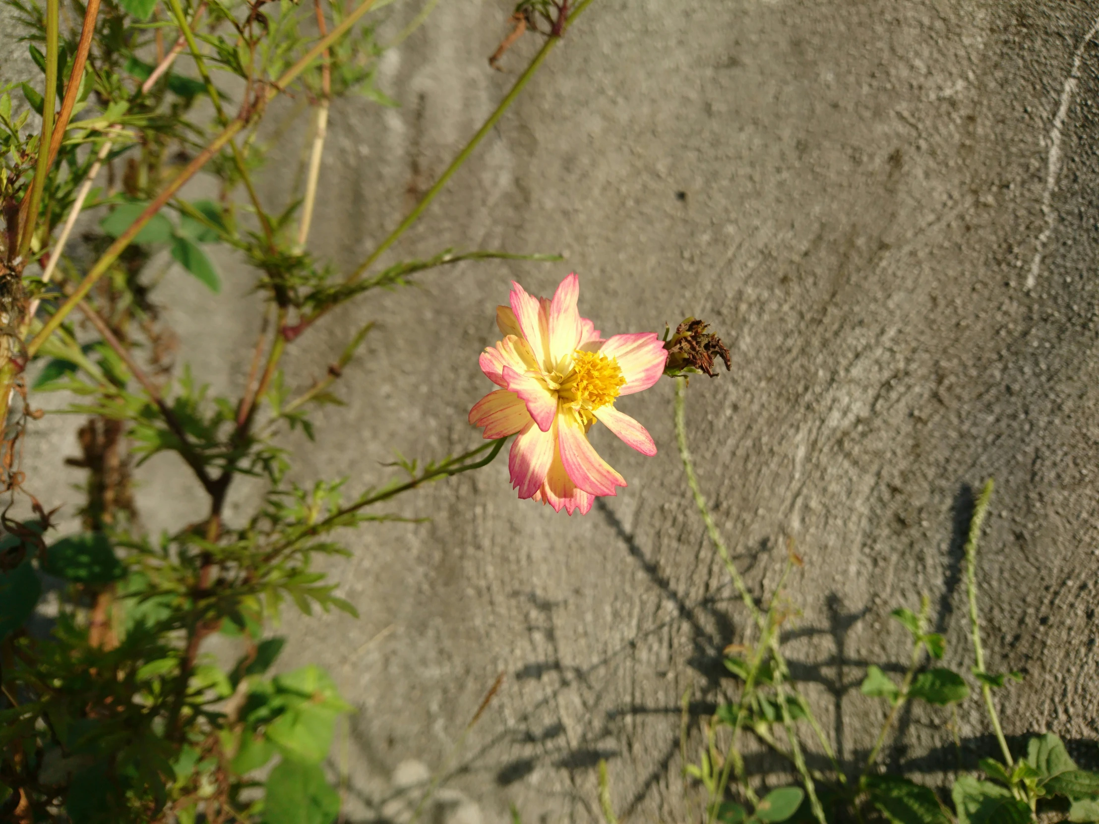 a bee on top of a pretty pink flower in front of an elephant