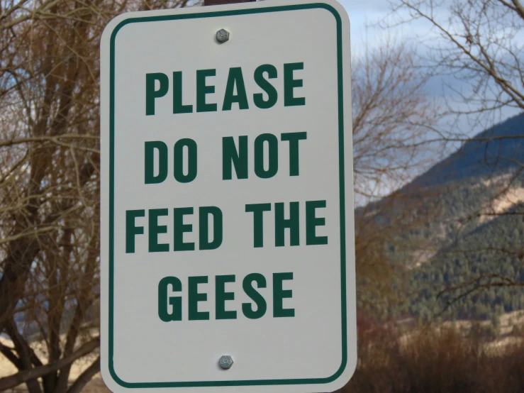 a sign stating that it is not to feed the giraffe