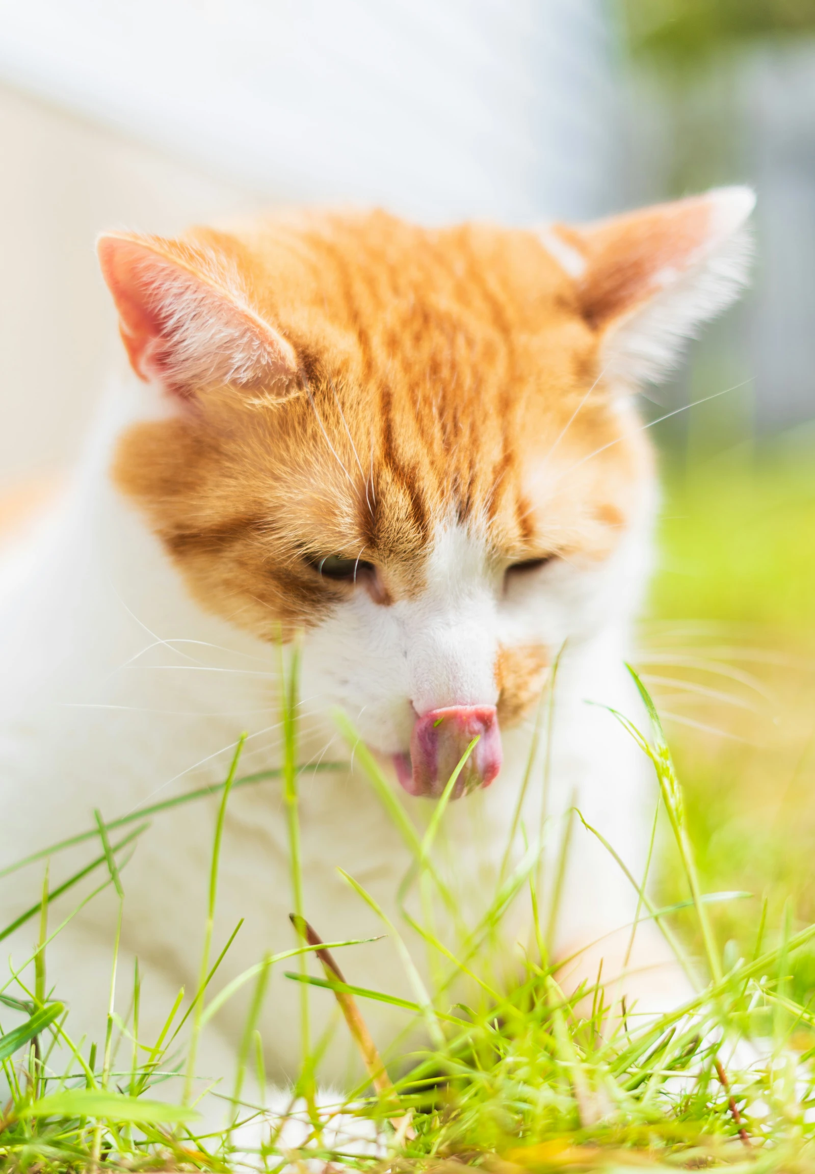 cat that is sticking its tongue out in the grass