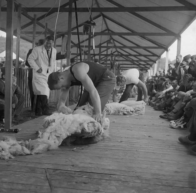 several people in the background are watching a large group of people shearing sheep