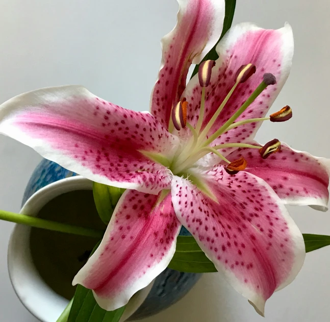 a pretty pink and white lily placed in a blue pot