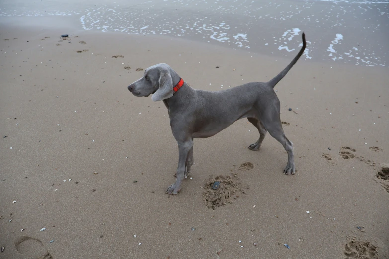 grey dog standing on the shore line next to a body of water