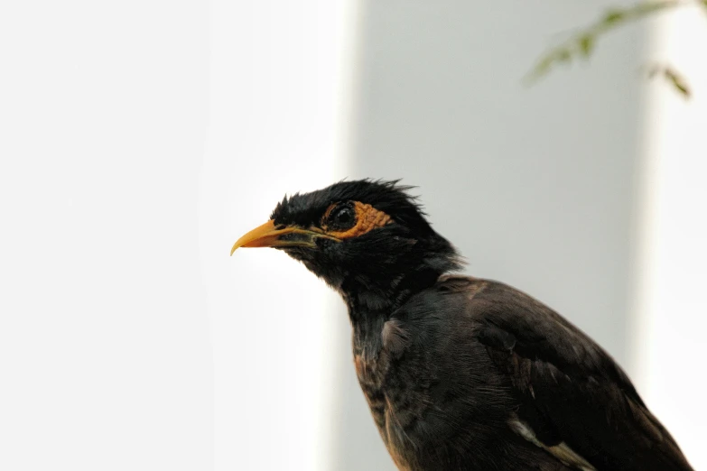 a black and yellow bird sitting on top of a nch