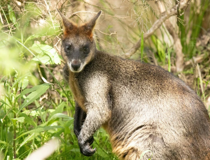 a kangaroo is leaning over in the grass