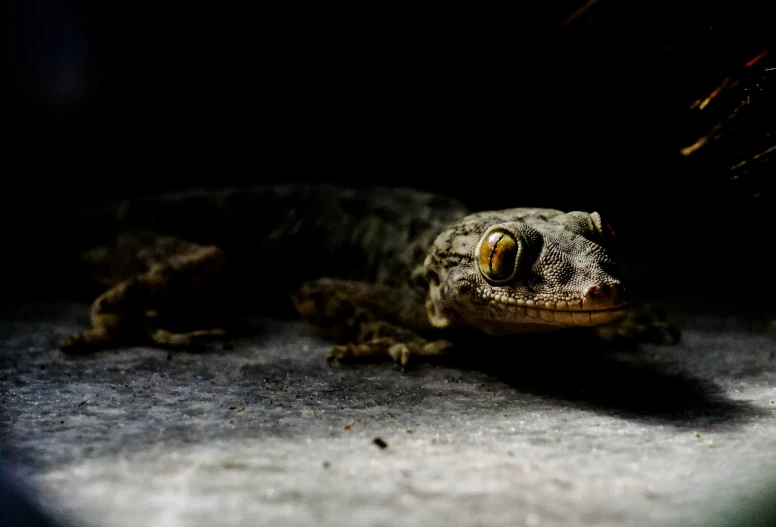 a gecko lying on the floor in the dark