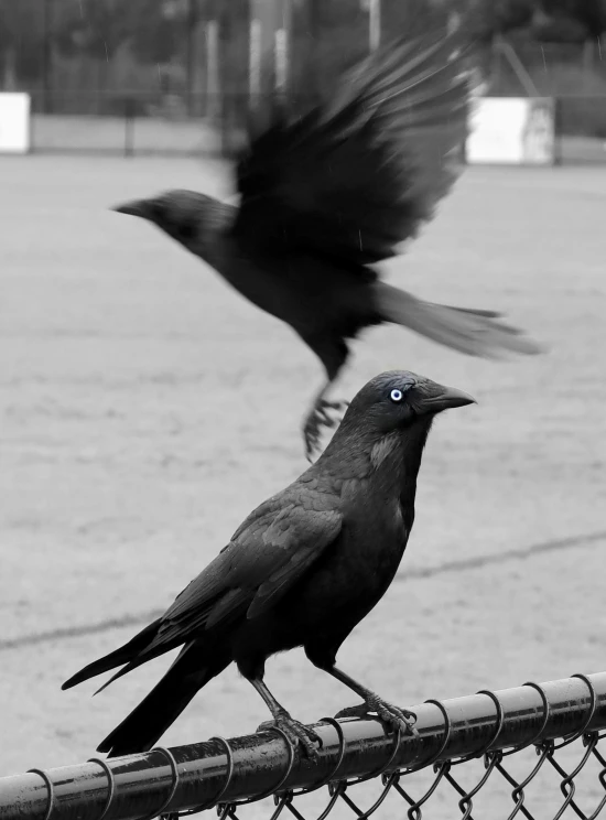 a black bird in flight next to a dark bird in an enclosure