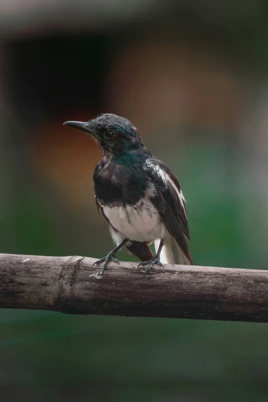 a humming bird sitting on top of a wooden nch