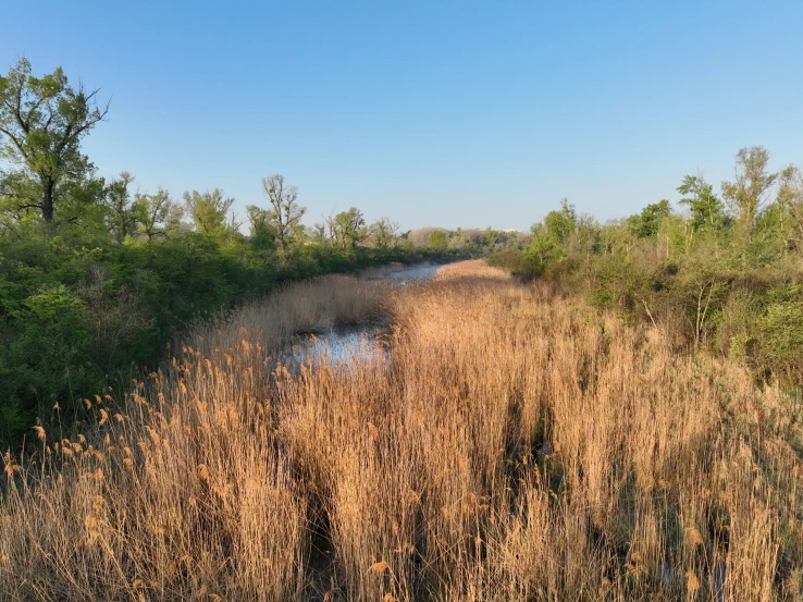 water running through the center of a field of tall grass