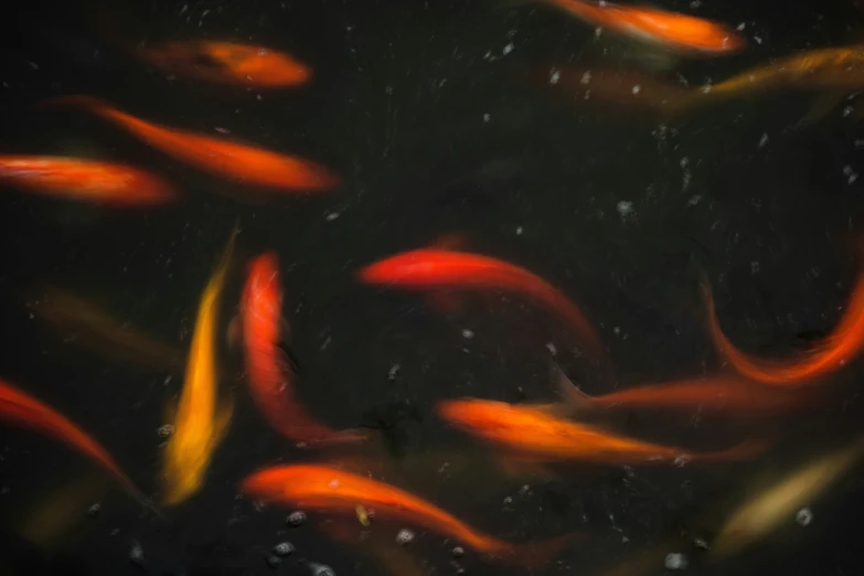 a group of orange and white fish in the water