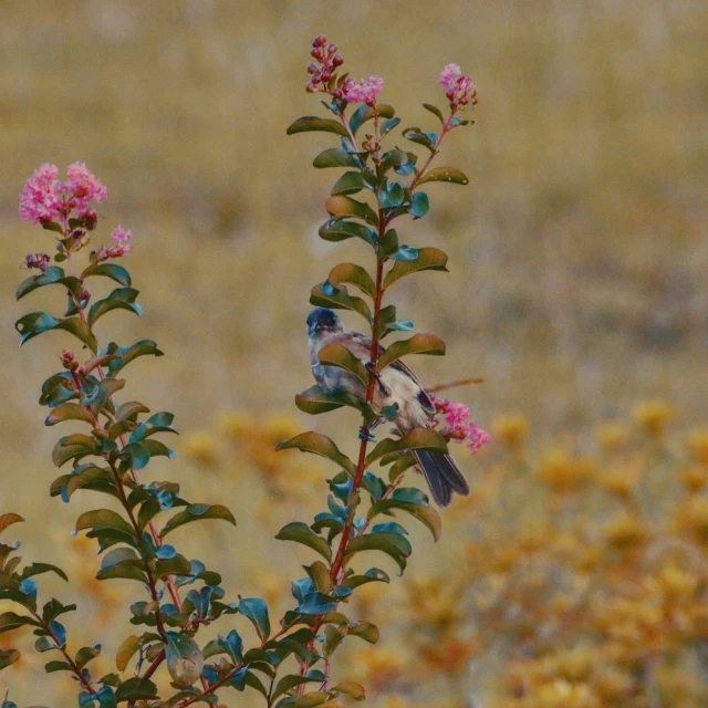 a blue bird perched on a flowering plant in a field