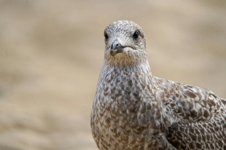 a bird with very long feathers in the dirt