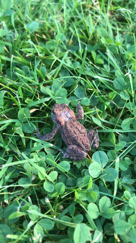 a frog sitting on the ground next to green leaves